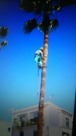 Sevilla.- Sucesos.- Rescatan a un gato atrapado durante más de un día en la copa