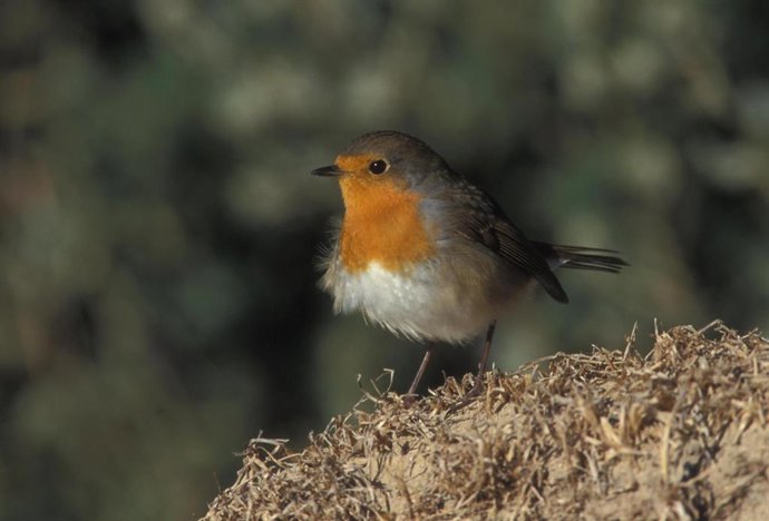 QUEREMOS CONOCER LAS AVES URBANAS DE VALENCIA CON LA PARTICIPACIÓN DE SUS CIUDAD