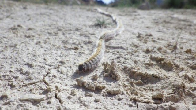 Un estudio de la UVA determina que un hongo silvestre puede acabar con la plaga 