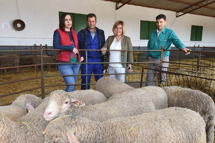 Una treintena de ganaderos reciben 181 ejemplares de Merino Precoz criados en El