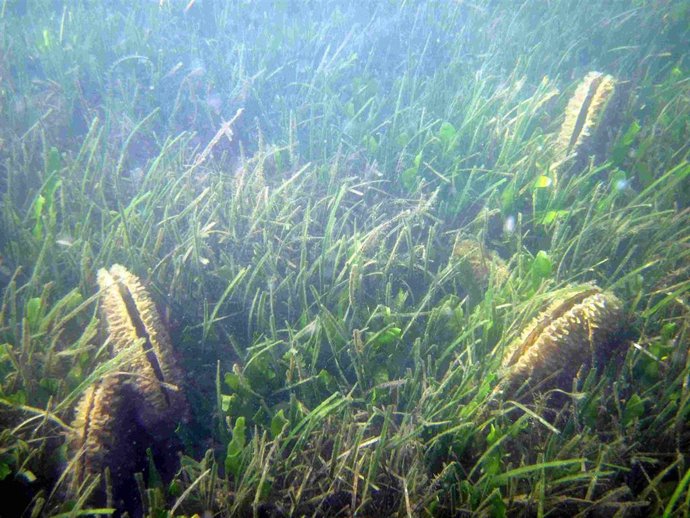 El Irta descubre una nueva población de nácar en el Delta de l'Ebre