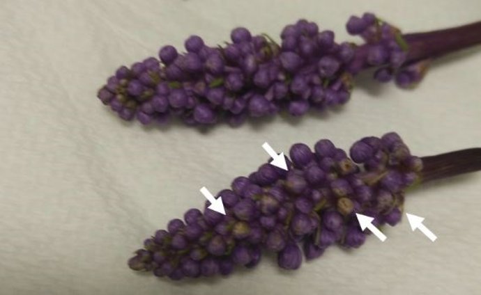 Plantas reciben 'superpoderes' absorbiendo nanomateriales