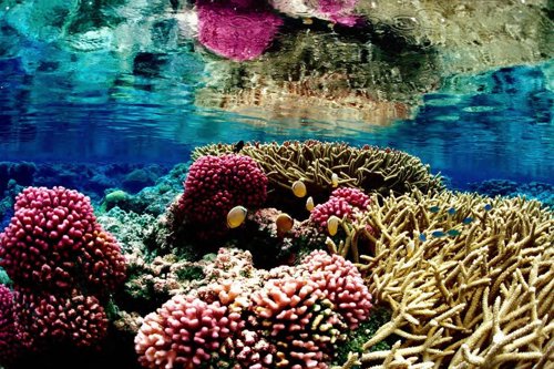 El calentamiento global merma la capacidad de recuperación del coral