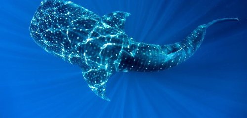 Un mapa para declarar zonas protegidas un tercio de los mares para 2030