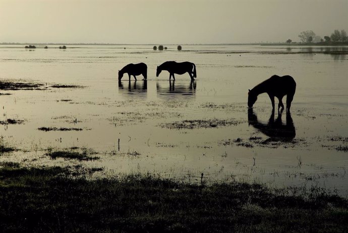 Caballos en la marisma de Doñana