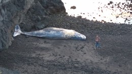 Cachalote varado