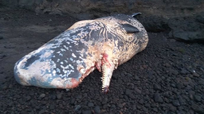 Encuentran un cetáceo varado en la costa de Mazo (La Palma)