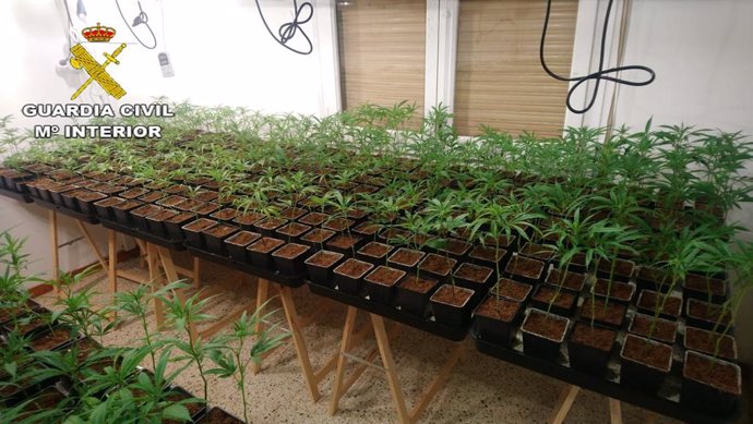 Sucesos.- Desmantelan dos cultivos 'indoor' de marihuana en Dosrius y Sant Estev