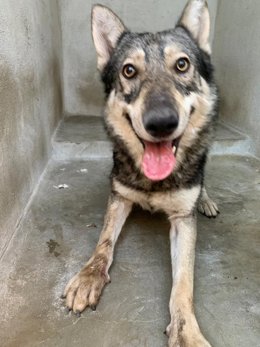 Capturado un perro-lobo que atacaba animales de ganado en Puigpunyent y Estellen