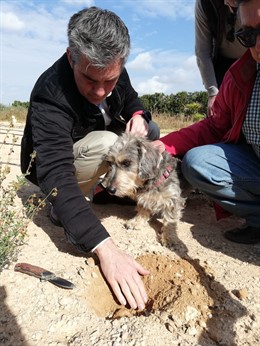 Las zonas de secano de la Región aumentan su rentabilidad con el cultivo de la t