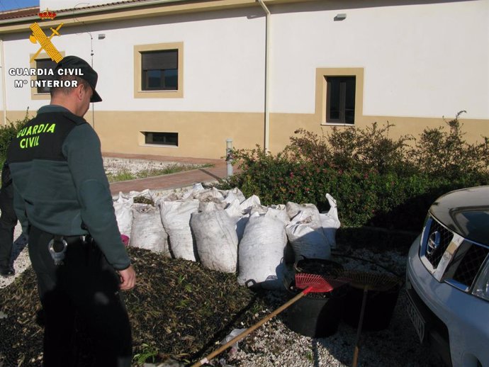 Sucesos.- La Guardia Civil investiga a diez personas por robo de aceitunas en la