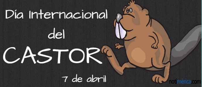 7 De Abril: Día Internacional Del Castor, ¿Quieres Saber Algunos Datos Curiosos 