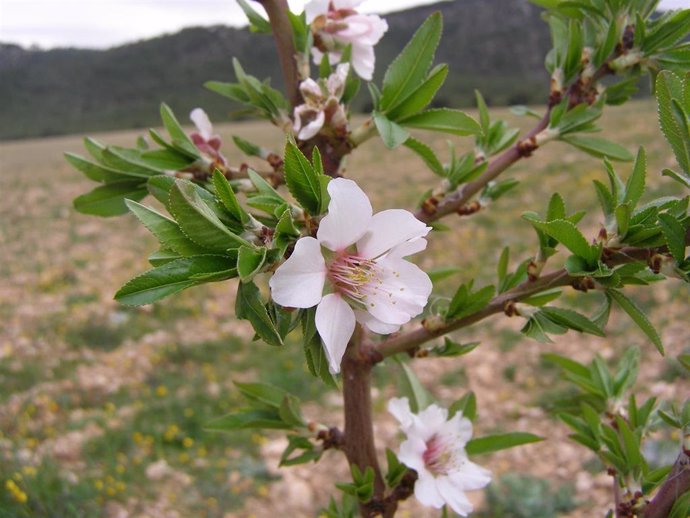 Agricultura desarrolla un proyecto sobre variedades de almendro de floración tar
