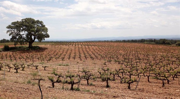Viñedos en la Comunitat Valenciana, campo, viña, vid, vino, terreno