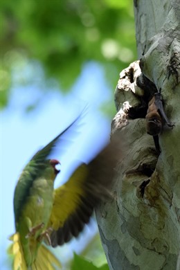 Cotorra acechando a un murciélago