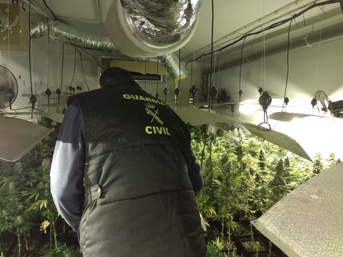 Operación contra una plantación de marihuana