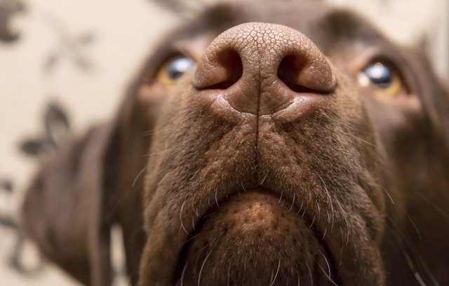 Los perros pueden detectar con precisión el cáncer en la sangre