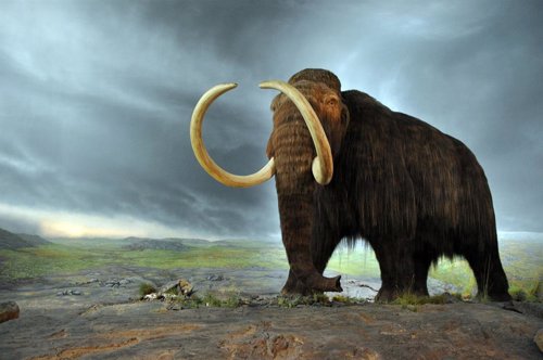 Neandertales y mamuts compartieron adaptaciones genéticas al frío