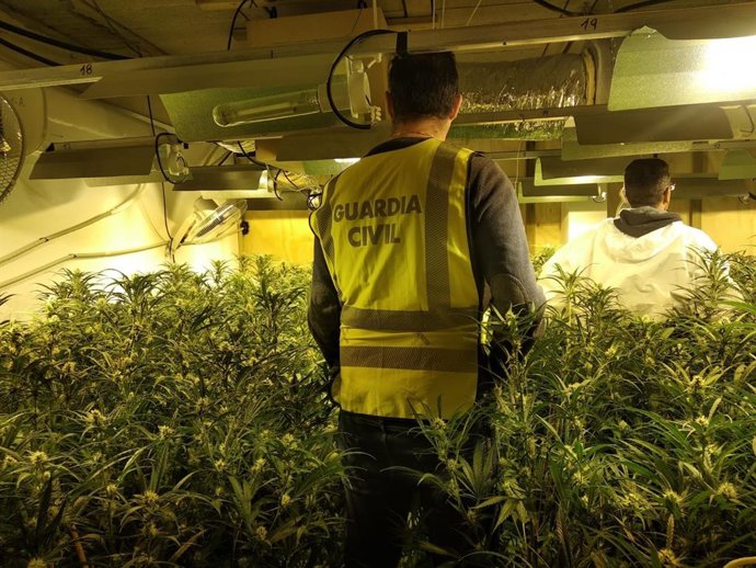 Cádiz.-Sucesos.- Detenido en Sanlúcar tras desmantelar una plantación con 460 pl