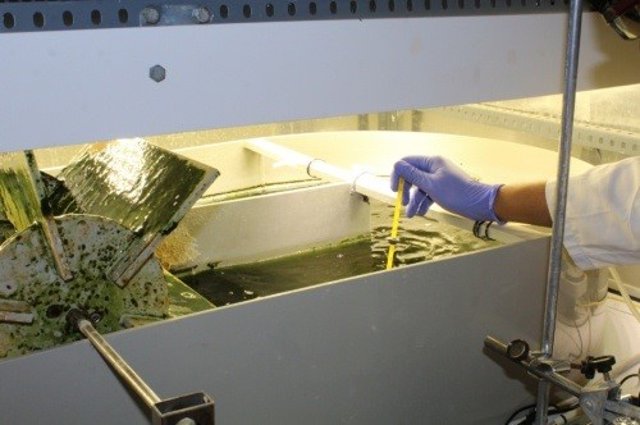 La UVA desarrolla un proceso que utiliza bacterias púrpuras para convertir los p