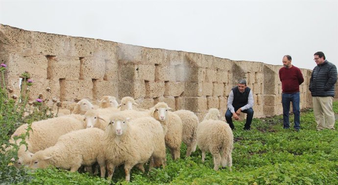 El Gobierno de Canarias adquiere 18 ovejas palmeras, en grave peligro de extinci