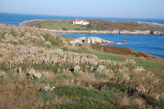 Arranca el proyecto Life 'Stop Cortadería' para luchar contra el plumero, presen