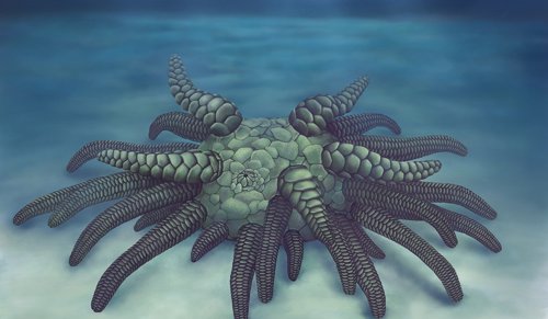 Un pepino de mar ancestral era como el ficticio monstruo de Cthulhu