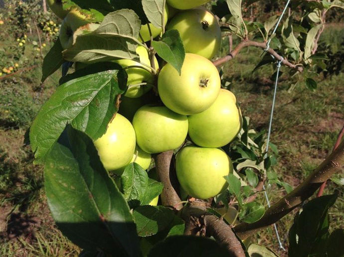 Neiker participa en un proyecto de promoción de manzanas autóctonas de la Eurorr