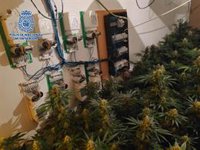 Detenido en Málaga tras desmantelar un laboratorio para cultivo de marihuana e incautar 231 plantas