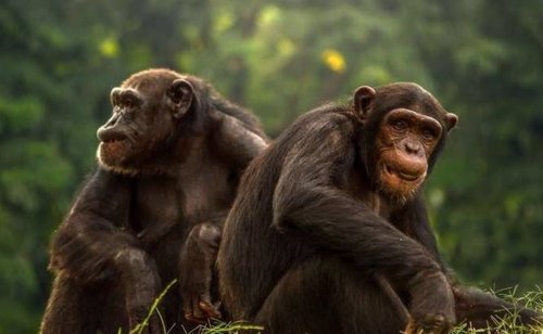 Los machos de primates más vistosos tienen testículos más pequeños