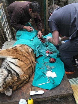 Extraen un tumor a una de las tigresas del Zoológico El Bosque (Oviedo)