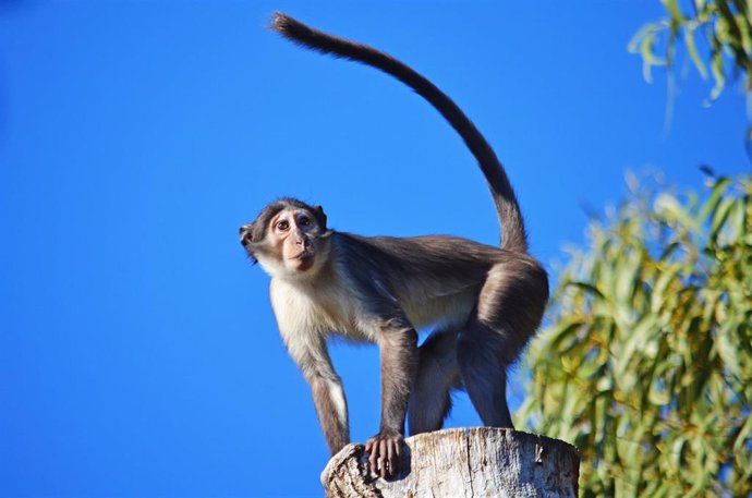 El grupo reproductor de "monos de la raya en el ojo" de Bioparc crece con una nueva hembra porcedente de Jerez
