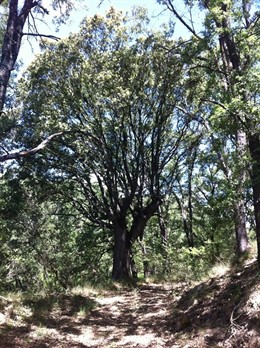 Bosque de Valdenazar