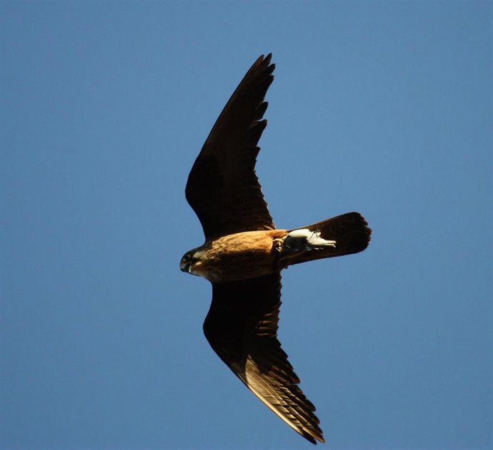 [Comunicacion.Csic.Andalucia] Ndp Los Parásitos De La Malaria Aviar Y El Salto E