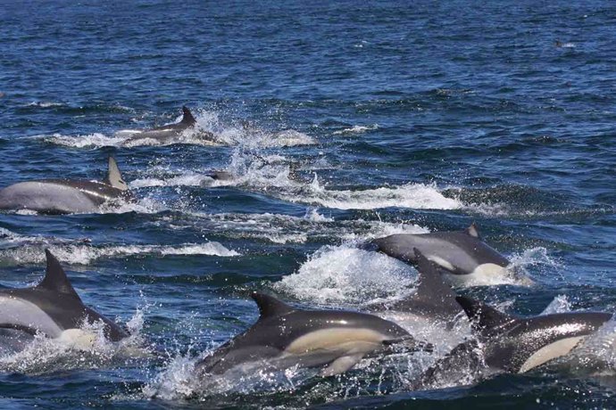 Compuestos plásticos afectan a delfines de todo el mundo, aunque los del Índico tienen 10 veces más que los de Alborán