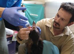 Cautivado un buitre negro errante en el Aeropuerto de Girona