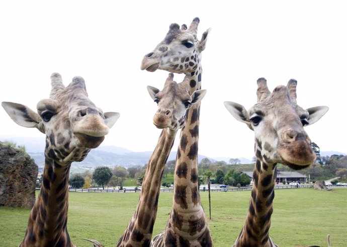 Cabárceno recibirá esta Semana Santa la primera de las tres jirafas que se incorporarán al parque