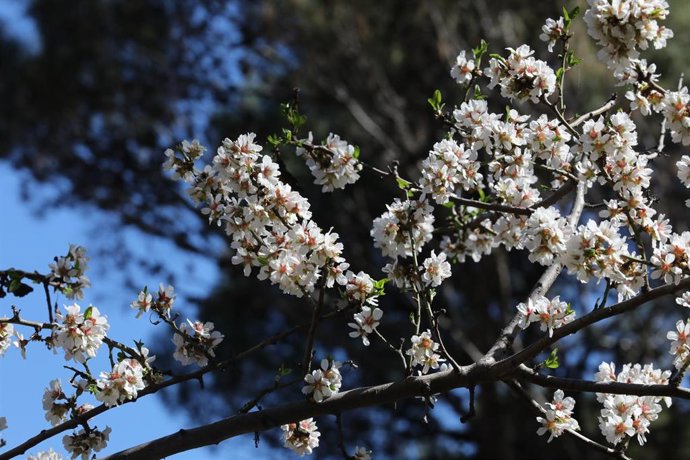 Falta una semana para el inicio de la primavera