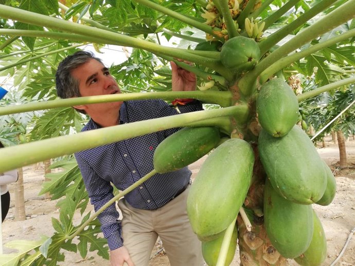 Mazarrón alberga la sede de la empresa líder de producción de papayas a nivel europeo
