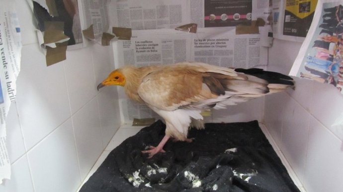 Sucesos.- Investigan el origen del envenenamiento de 14 aves en el entorno de Soria