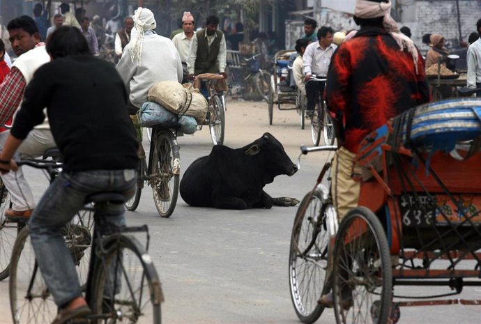 Una vaca, sagrada en India y Nepal