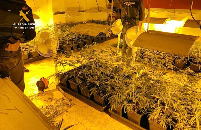 Desmantela en Sonabia una plantación de marihuana e interviene cinco tipos de estupefacientes diferentes