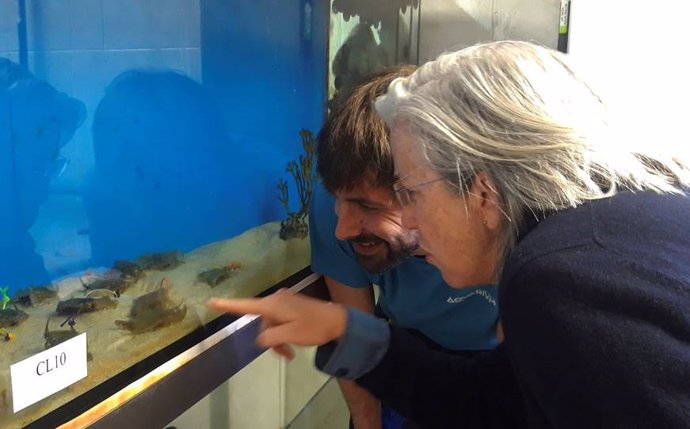 El Aquarium de San Sebastián muestra cuatro crías de raya nacidas en sus instalaciones entre noviembre y enero