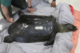 Muere la última hembra de tortuga gigante de caparazón blando del Yangtzé (China)