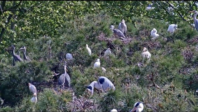 Las garzas reales del Zoo de Barcelona se verán en directo gracias a una webcam