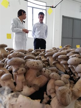 La Región inicia el cultivo comercial de setas ecológicas de cardo