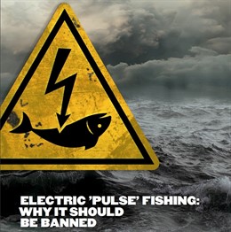 Campaña contra la pesca eléctrica de BLOOM