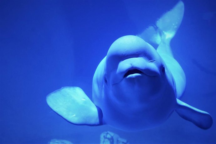 EL BEBÉ KYLU MIDE YA MÁS DE TRES METROS