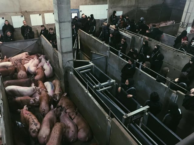 Sucesos.- Desalojados 126 ecologistas por ocupar un matadero en Riudellots de la Selva (Girona)
