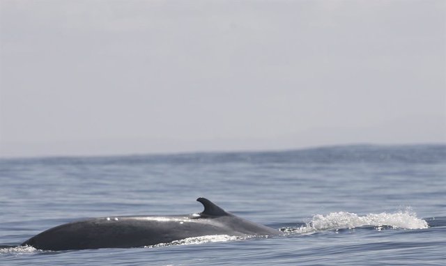 Hallan una ballena varada en la playa de un balneario chileno